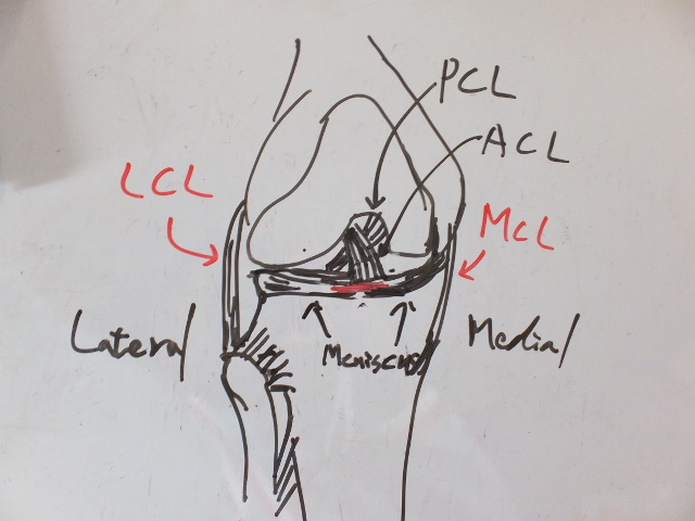 膝内側側副靭帯損傷の治療とその改善策 膝に痛み 長岡の整体 長岡ヘルスケアプラクティス